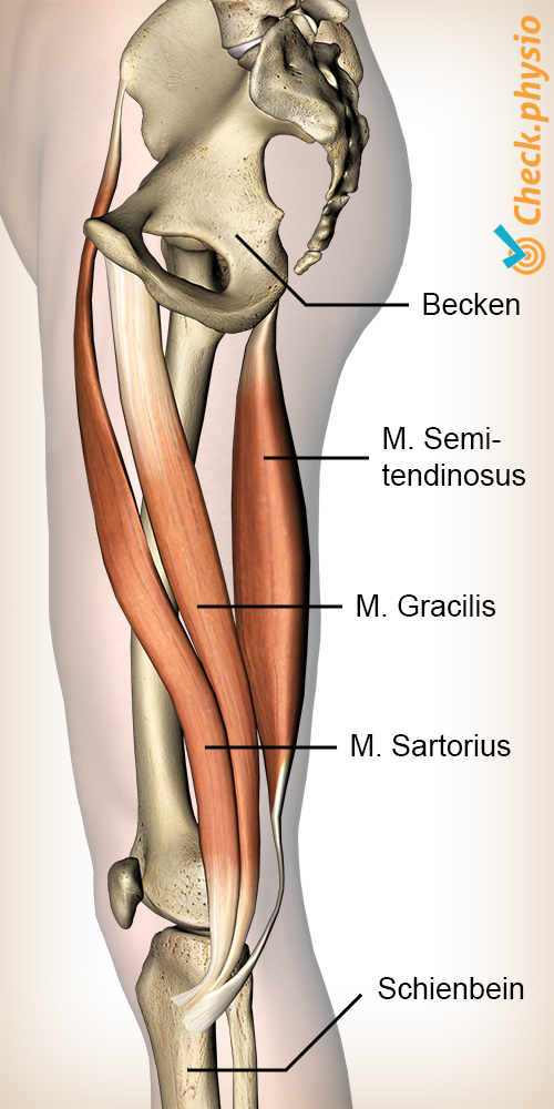 afbeelding_alt_knie-pes-anserinus-musculus-sartorius-gracilis-semitendinosus-spieren-ganzenpoot