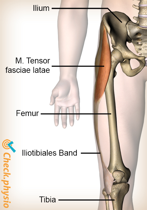 afbeelding_alt_knie-tractus-iliotibialis-musculus-tensor-fasciae-latae-spier