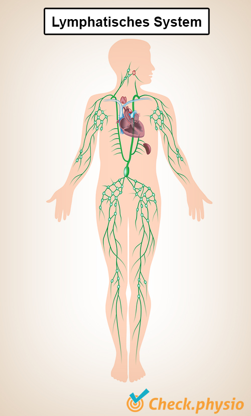 Lymphgefäßsystem Lymphgefäße Herz Nieren