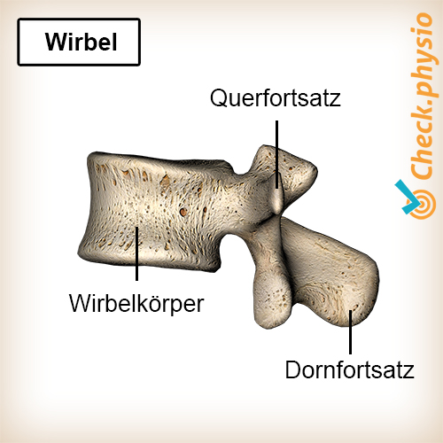 afbeelding_alt_rug-wervel-ruggenwervel-anatomie-wervellichaam-processus-transversus-processus-spinosus