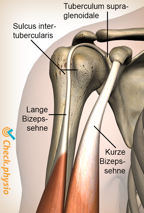 afbeelding_alt_schouder-sulcus-intertubercularis-tuberculum-supraglenoidale-biceps-brachii-caput-longum-breve
