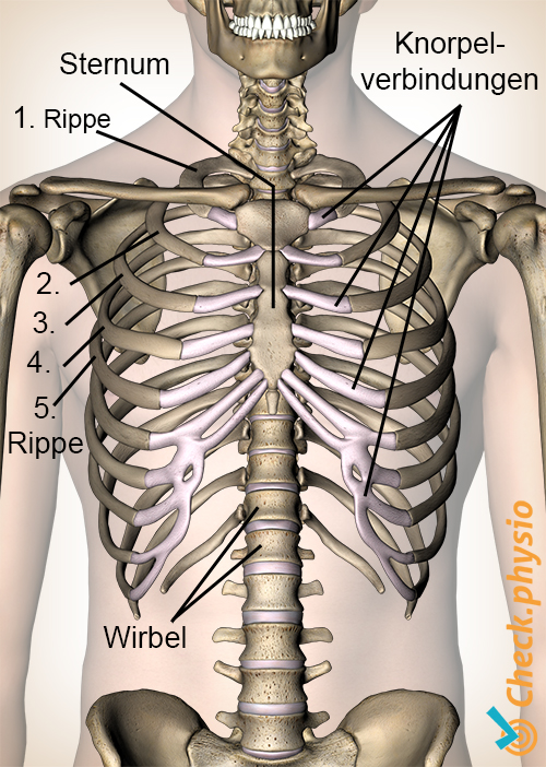 Tietze Costochondritis Anatomie Rippen Rippenknorpel