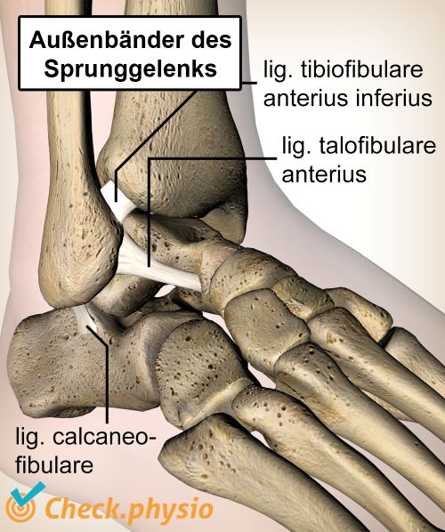 afbeelding_alt_enkel-banden-ligament-talofibulare-calcaneofibulare-tibiofibulare-anatomie